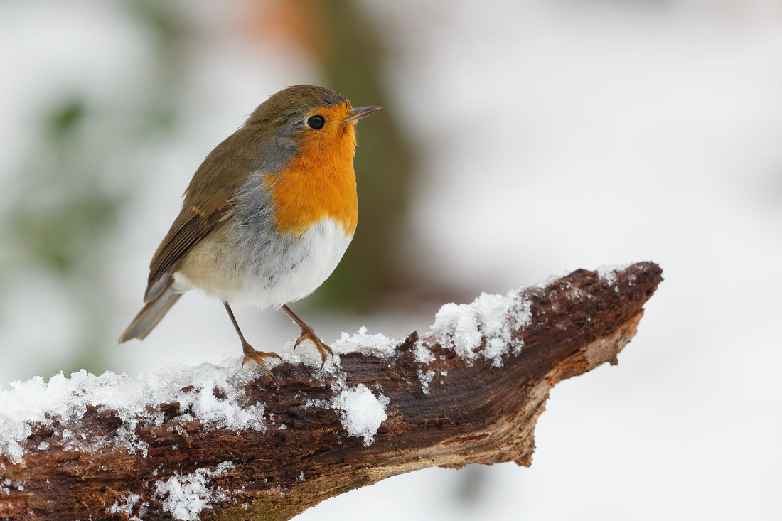 How to Use Sunflower Kernels to Attract Winter Birds